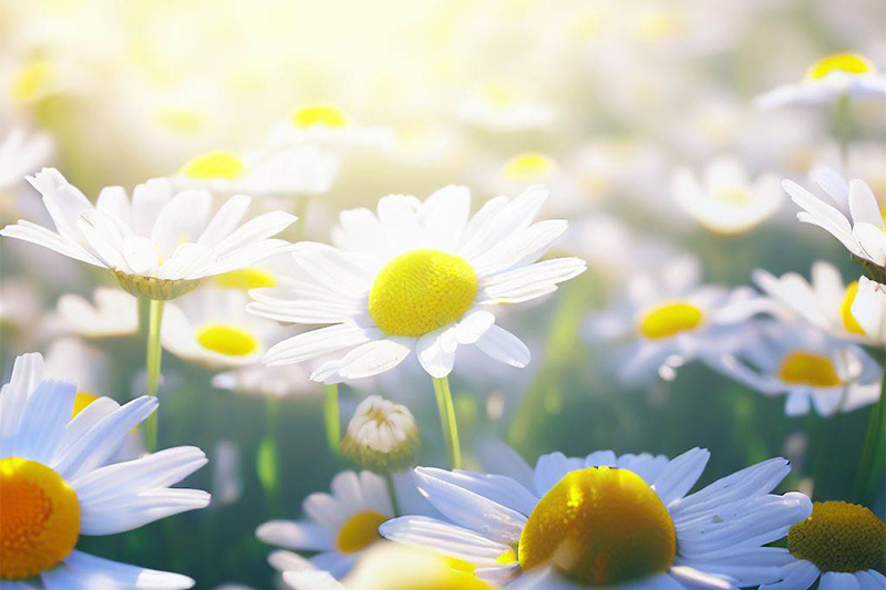 Chamomile flowers