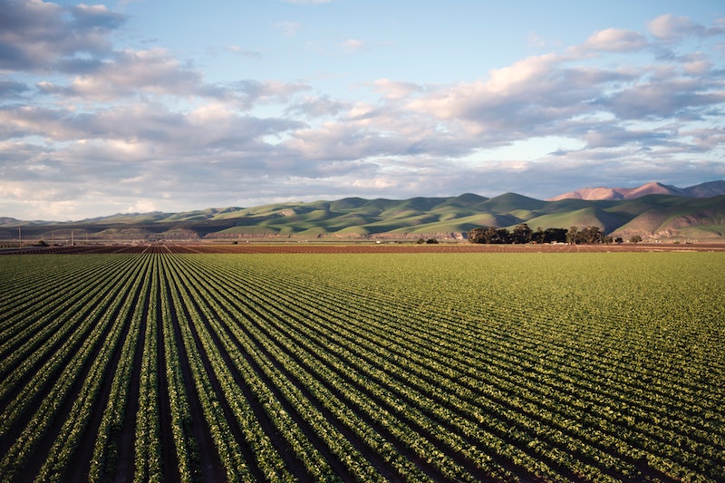 Green Field